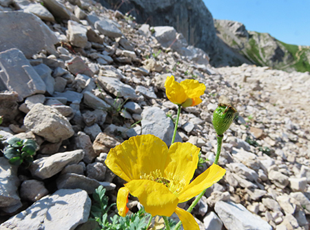 Sentiero dei fiori-alto-sent. 244-da Capanna 2000-3ag24- FOTOGALLERY